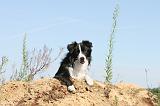 BORDER COLLIE 360